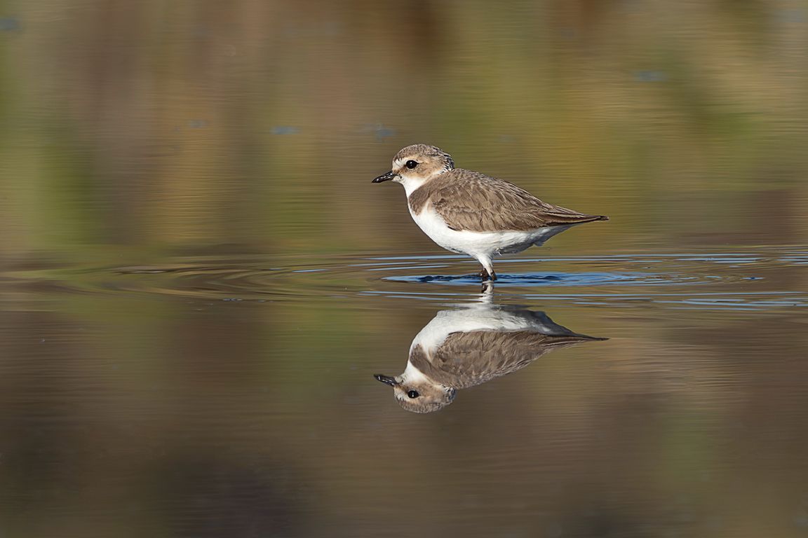 Chorlitejo patinegro