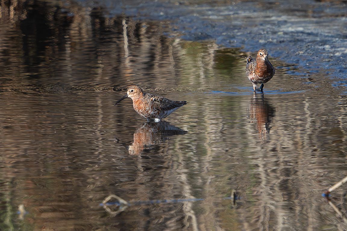 Correlimos zarapitín