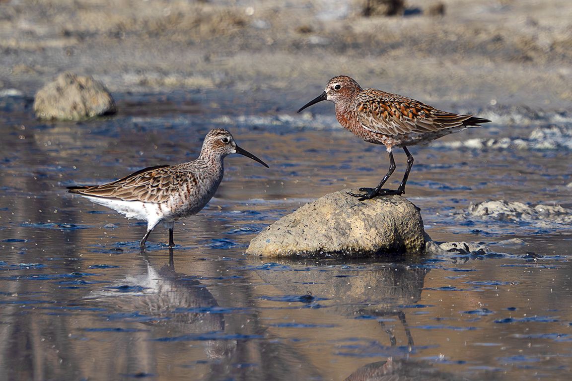 Correlimos zarapitín