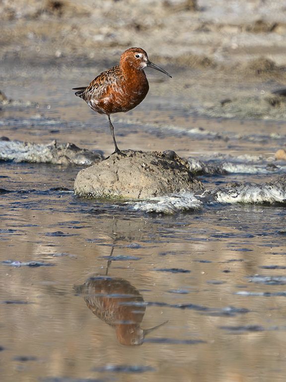 Correlimos zarapitín
