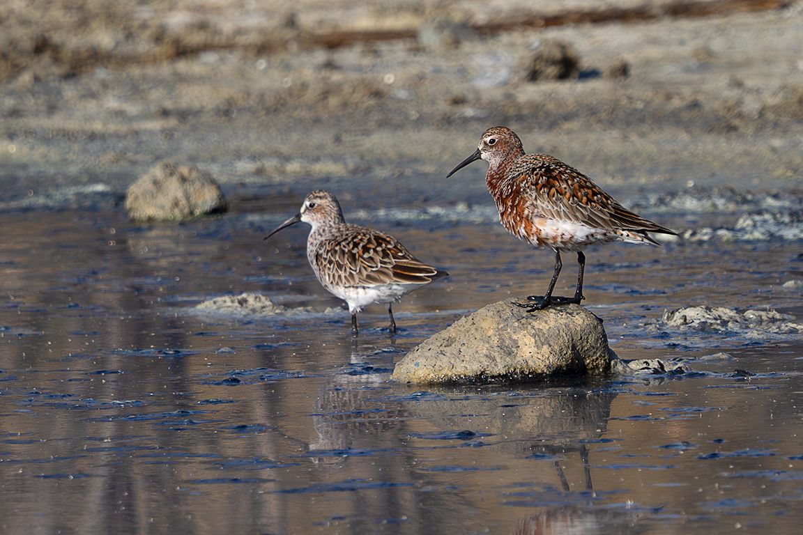 Correlimos zarapitín