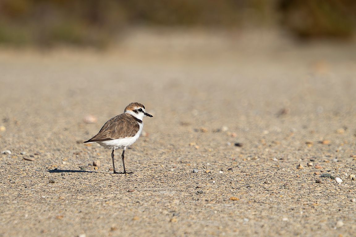 Chorlitejo patinegro