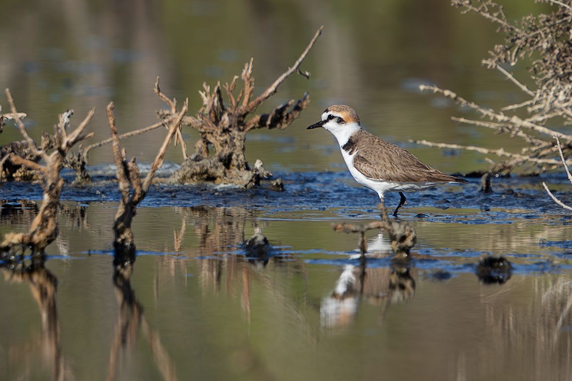 Chorlitejo patinegro