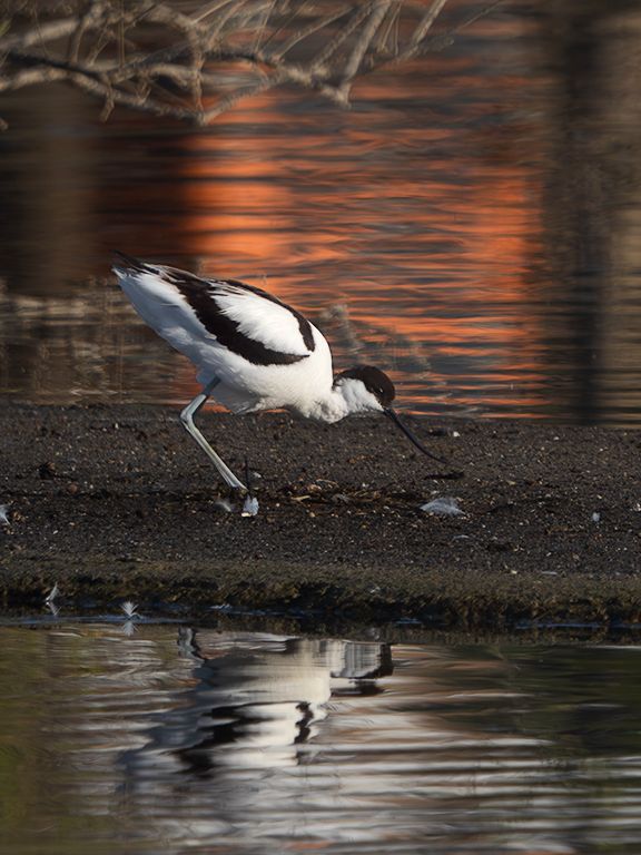 Avoceta
