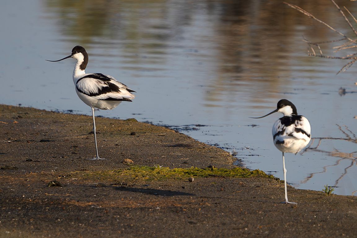 Avoceta