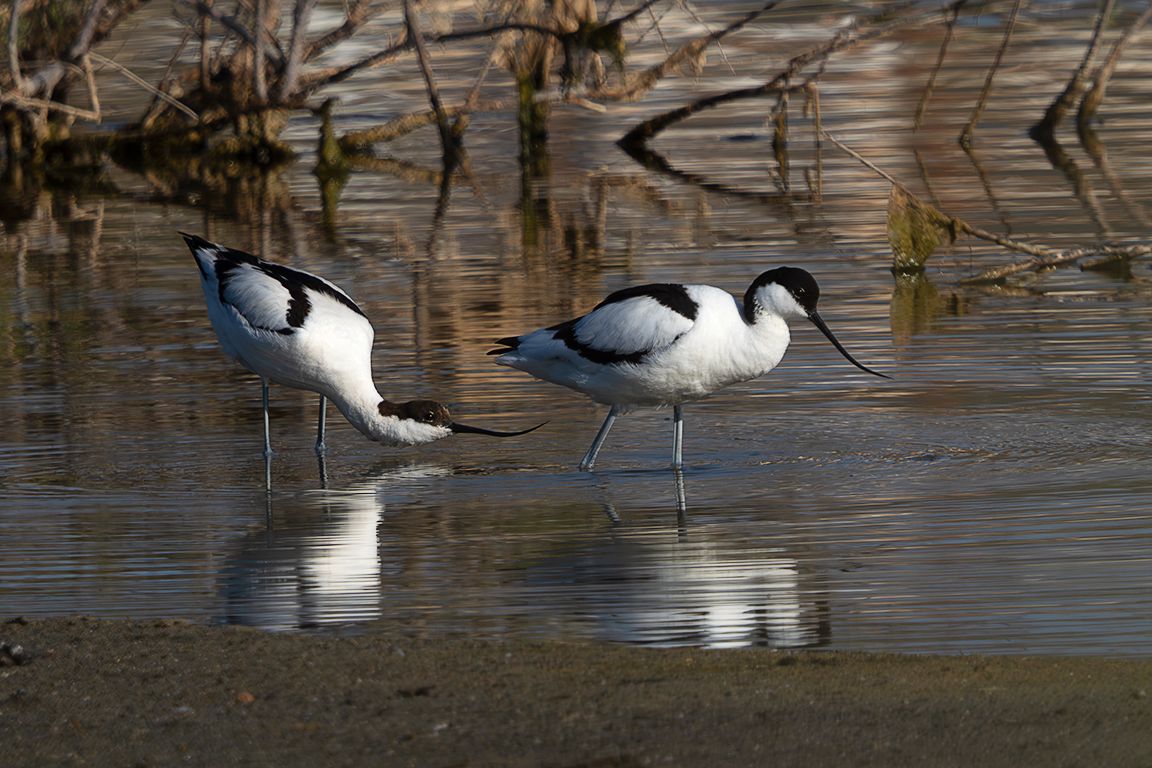 Avoceta