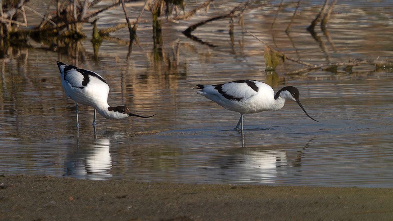 Avoceta