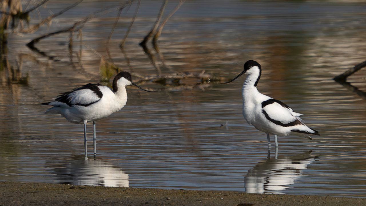 Avoceta