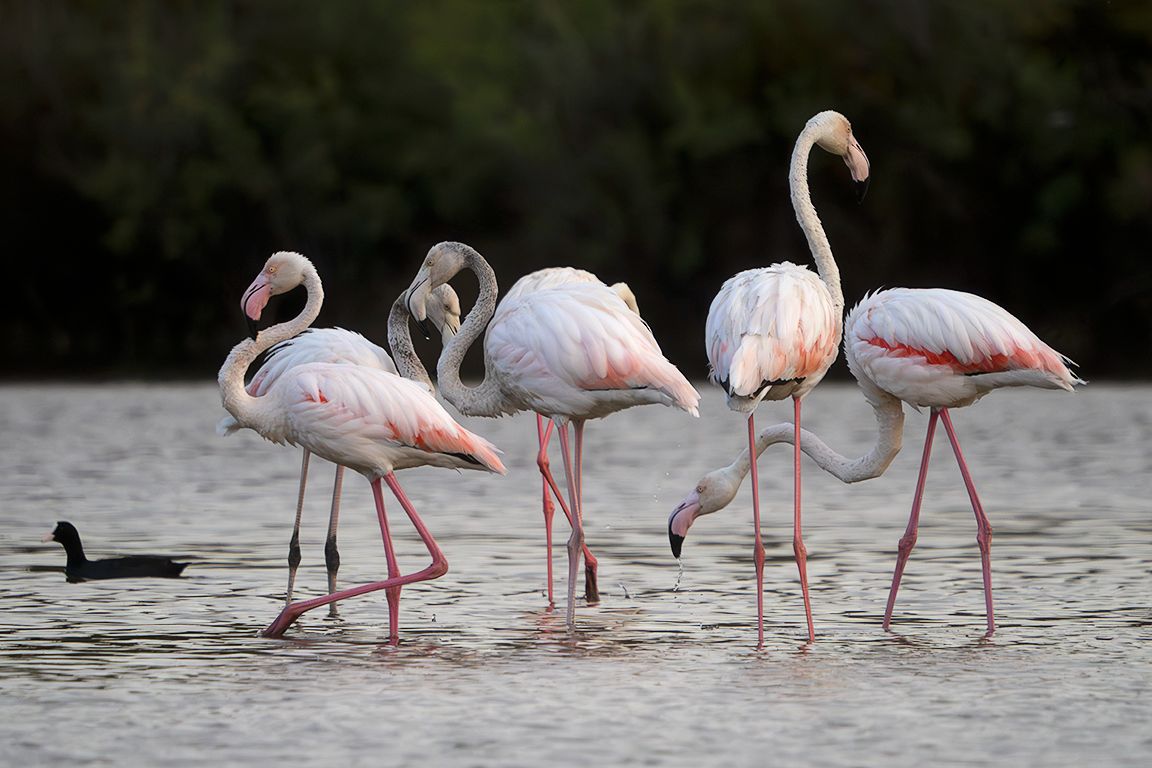 Flamencos