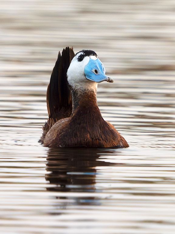 Malvasía cabeciblanca