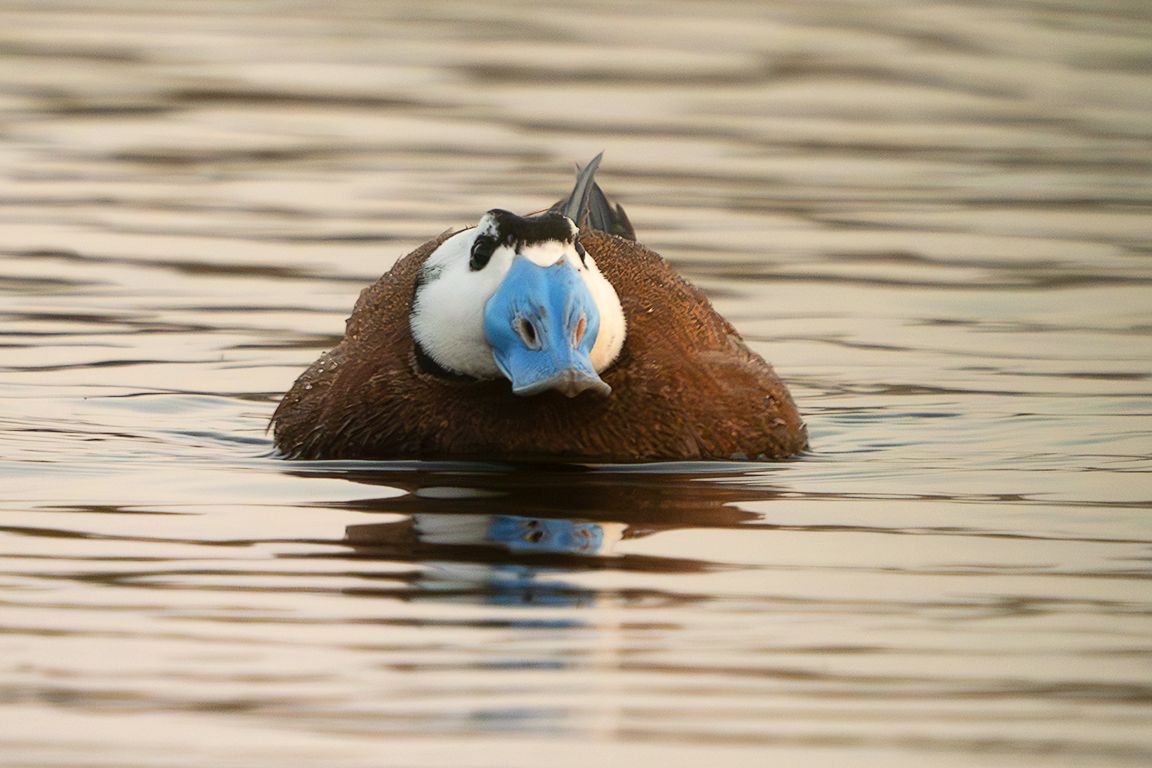 Malvasía cabeciblanca