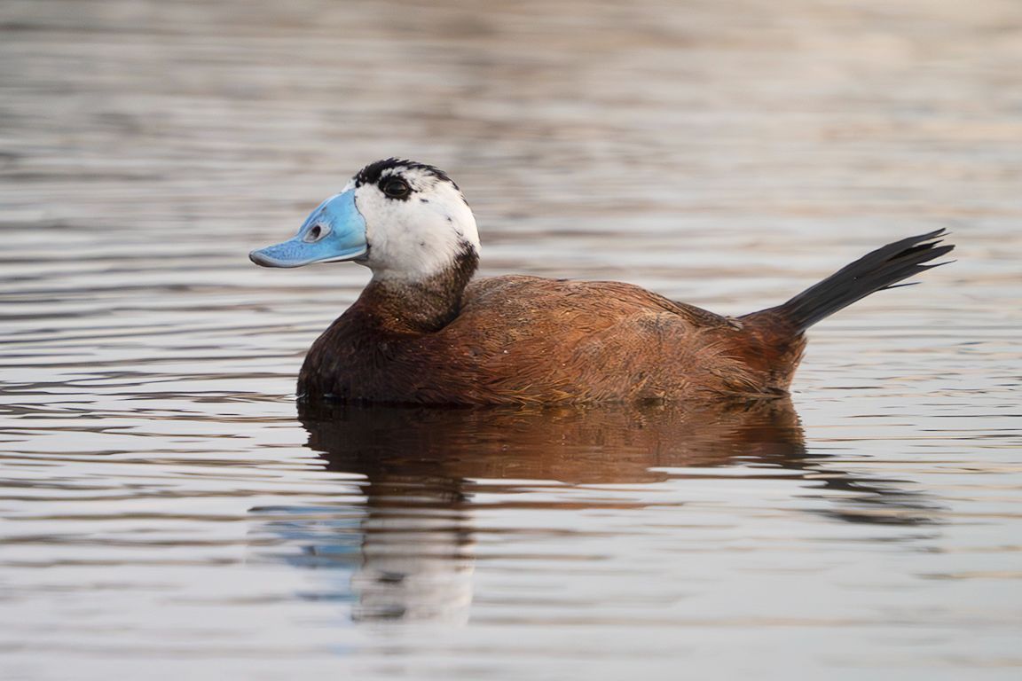 Malvasía cabeciblanca