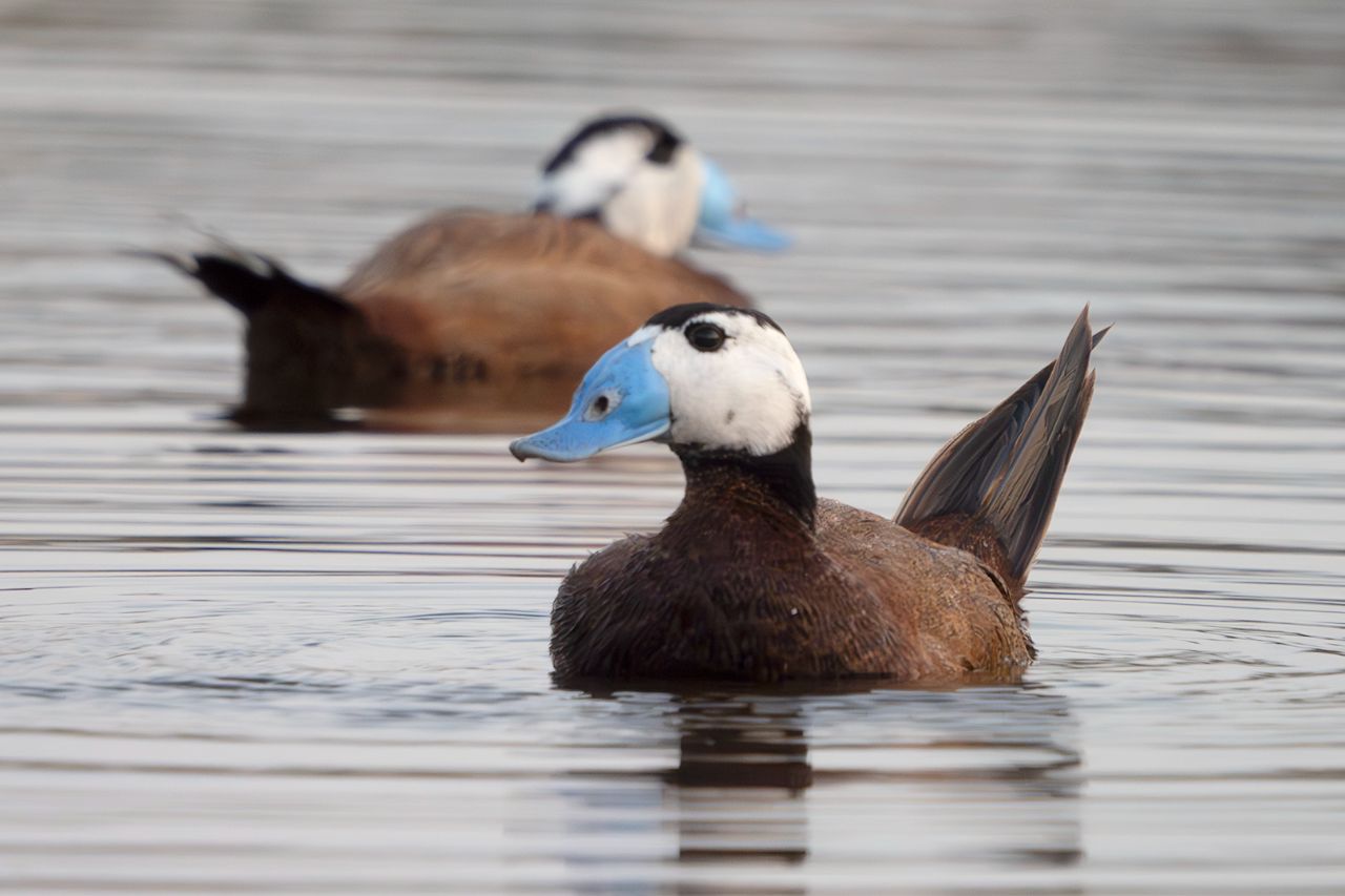 Malvasía cabeciblanca