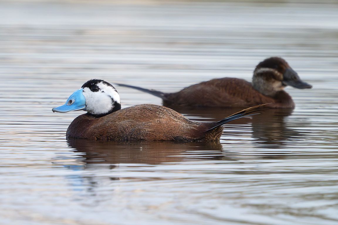 Malvasía cabeciblanca