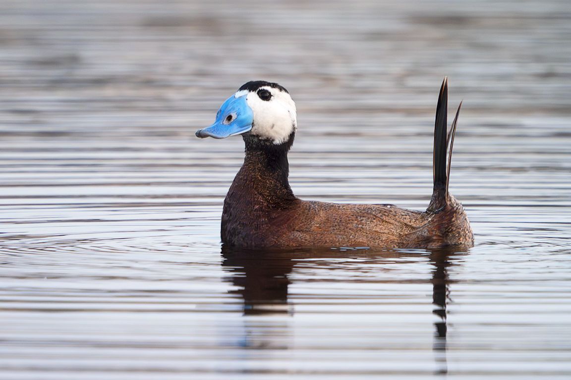 Malvasía cabeciblanca