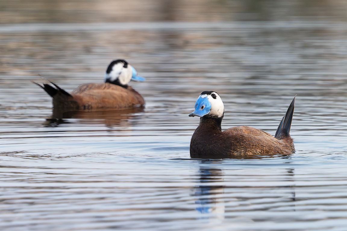 Malvasía cabeciblanca