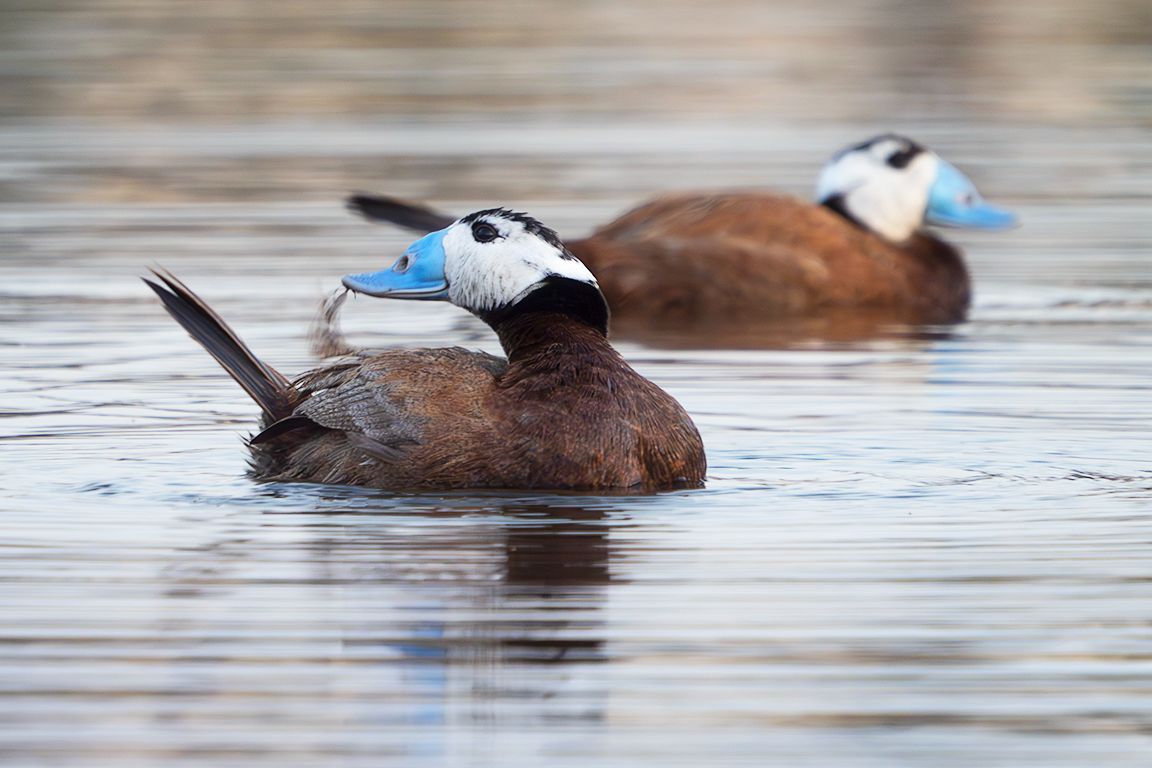 Malvasía cabeciblanca
