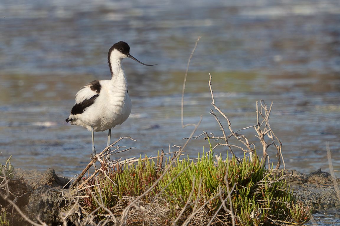 Avoceta