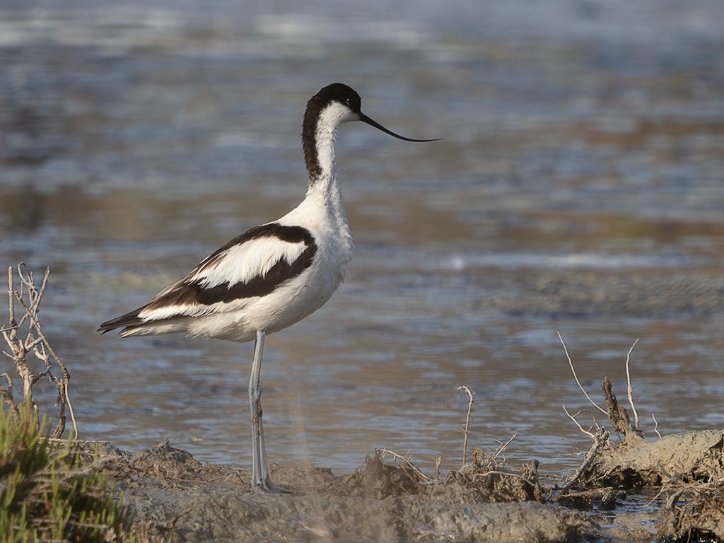 Avoceta