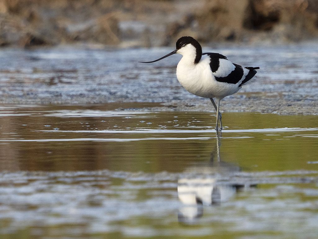 Avoceta