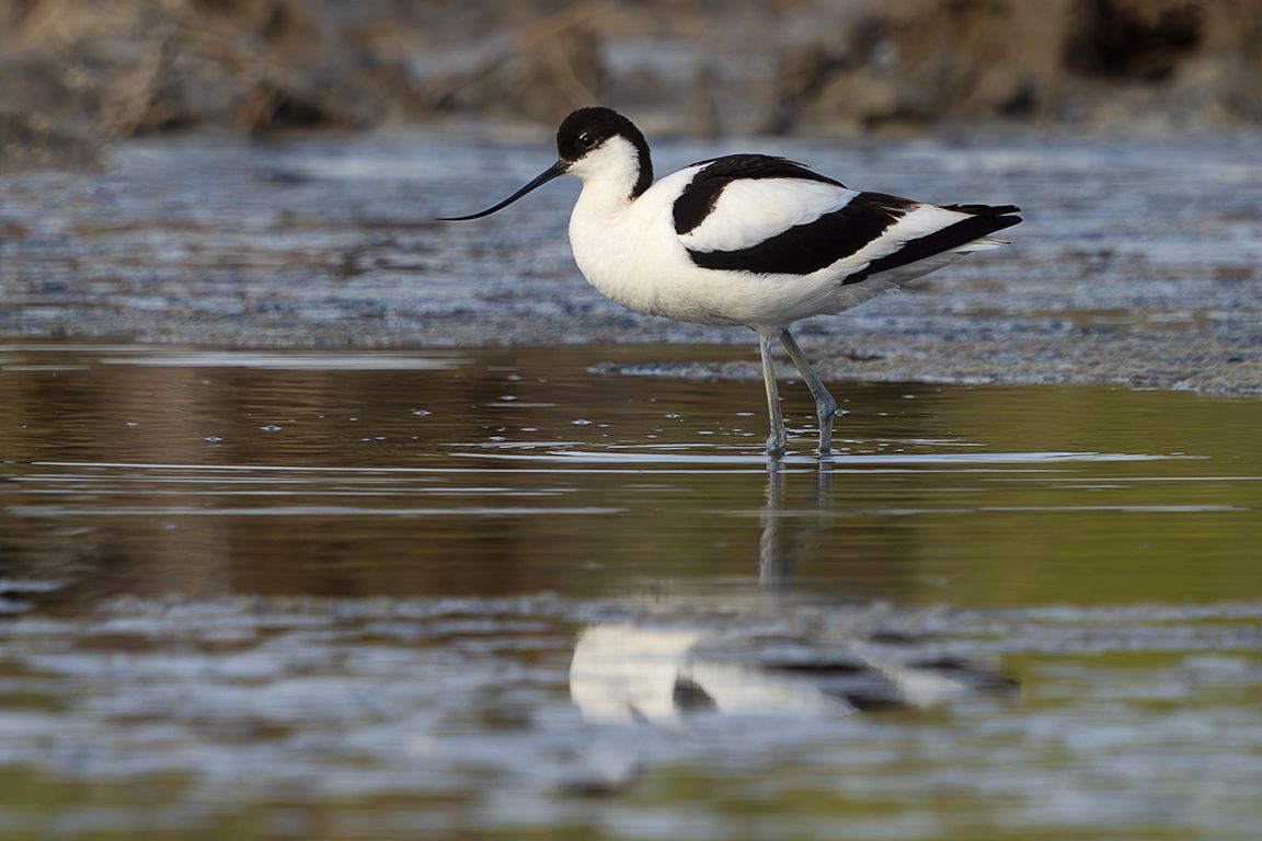 Avoceta