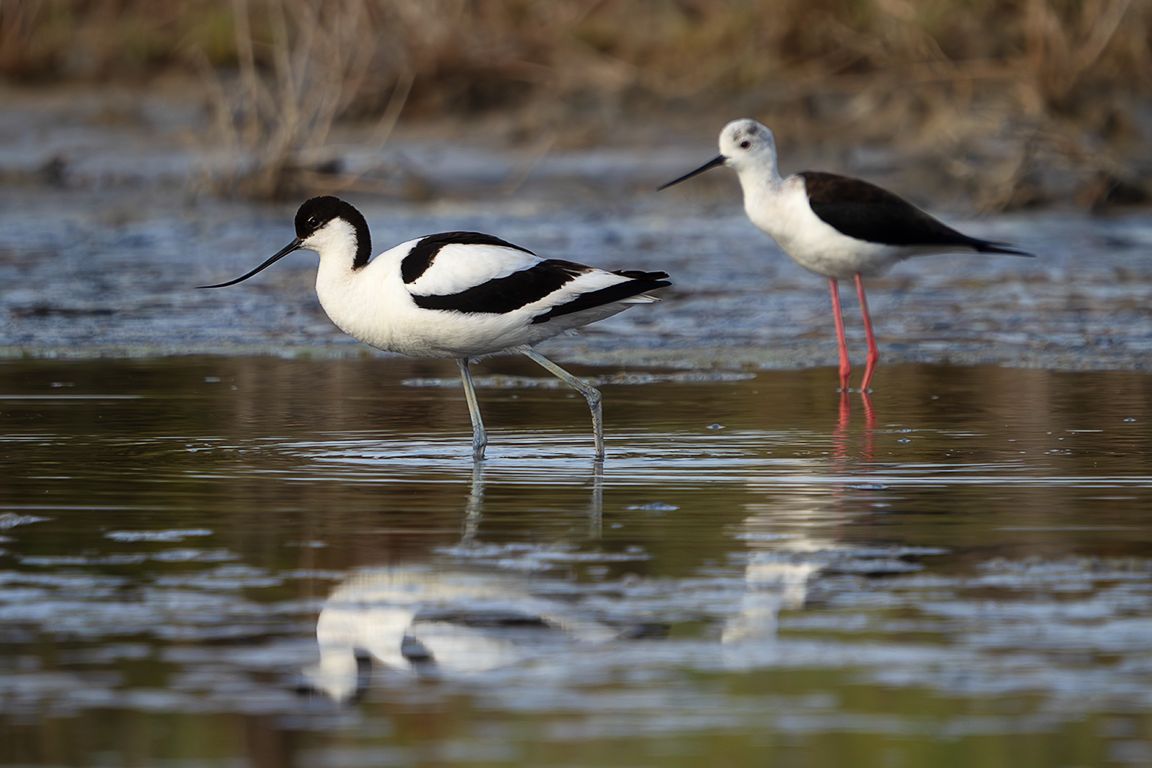 Avoceta y cigüeñuela