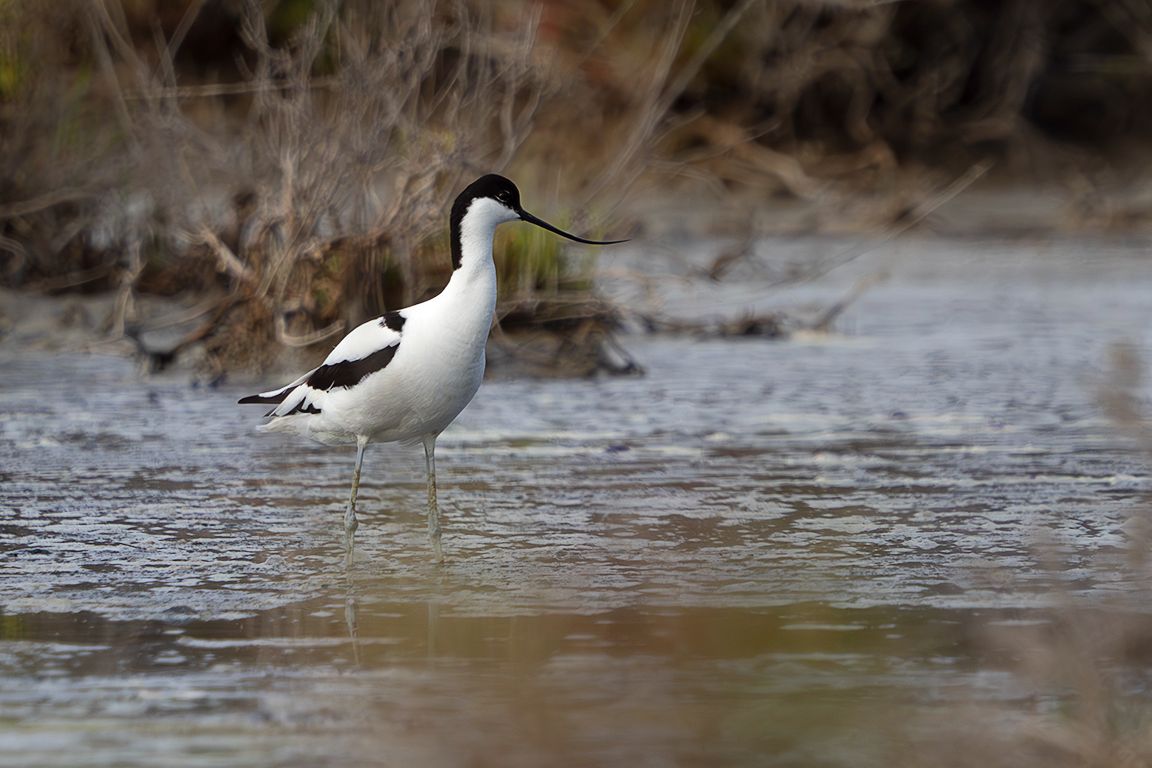 Avoceta