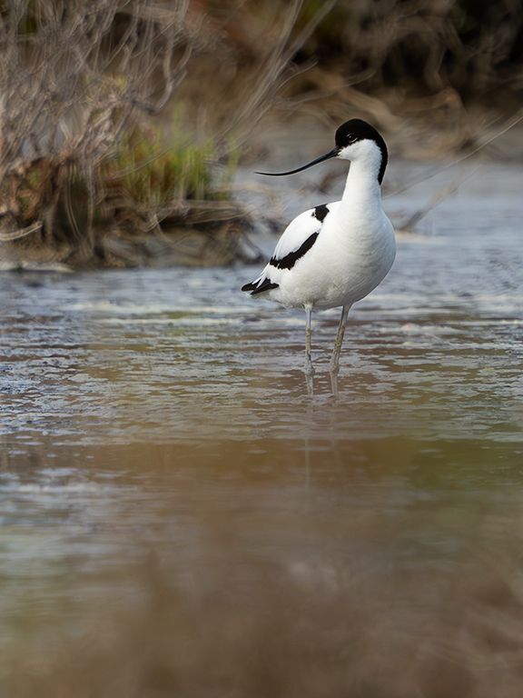 Avoceta
