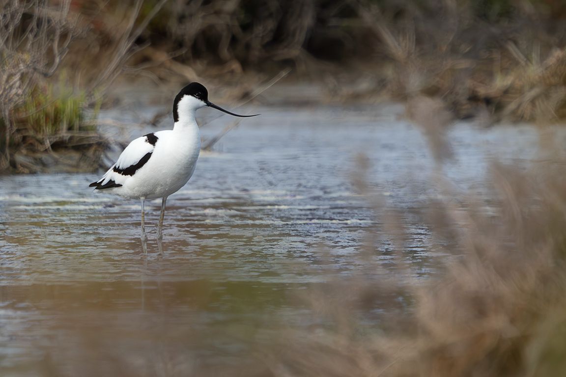Avoceta