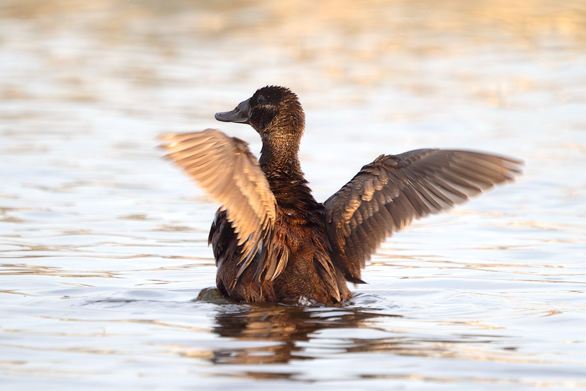 Malvasía cabeciblanca hembra