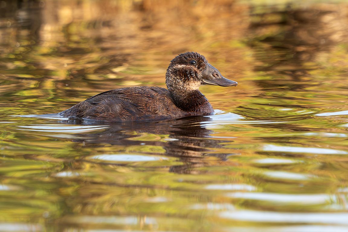 Malvasía cabeciblanca hembra