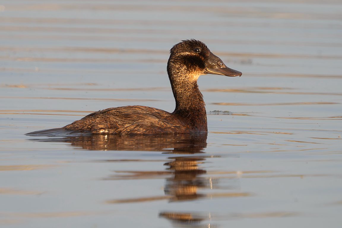 Malvasía cabeciblanca hembra