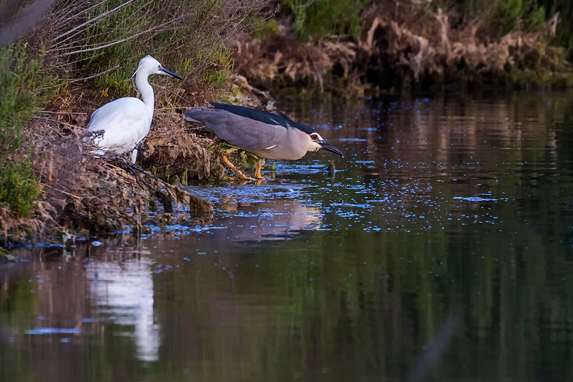 Garceta común y martinete
