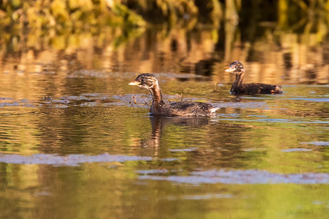 Pollos de zampullín chico