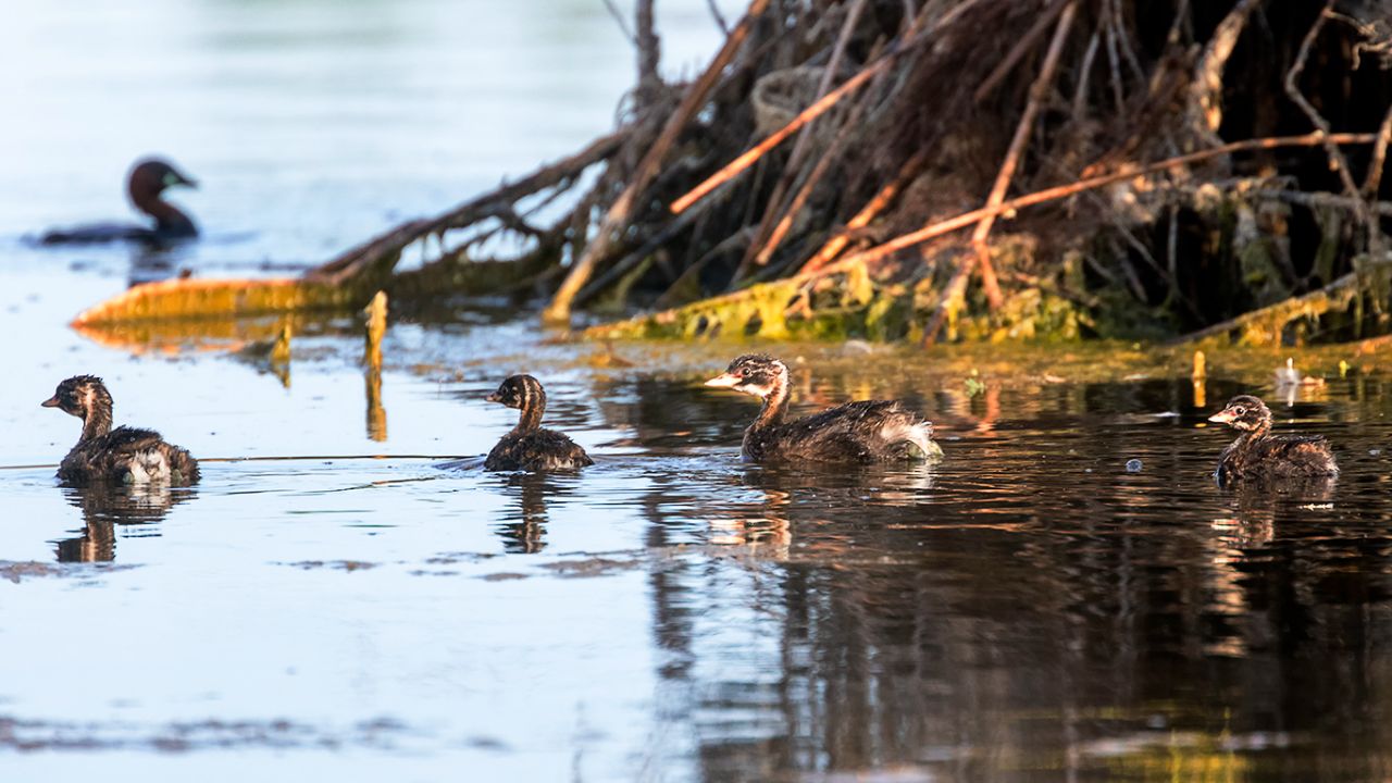 Pollos de zampullín chico
