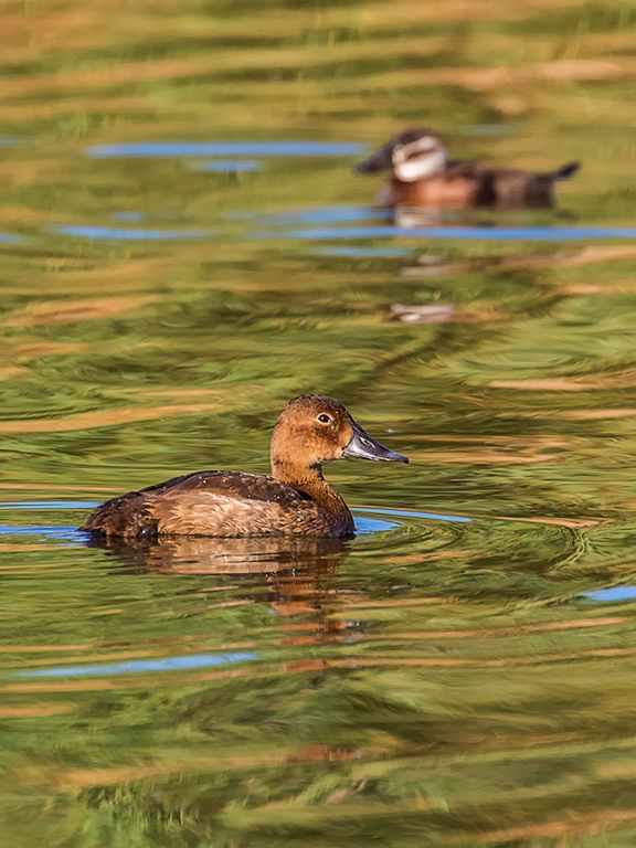 Hembras de porrón y malvasía