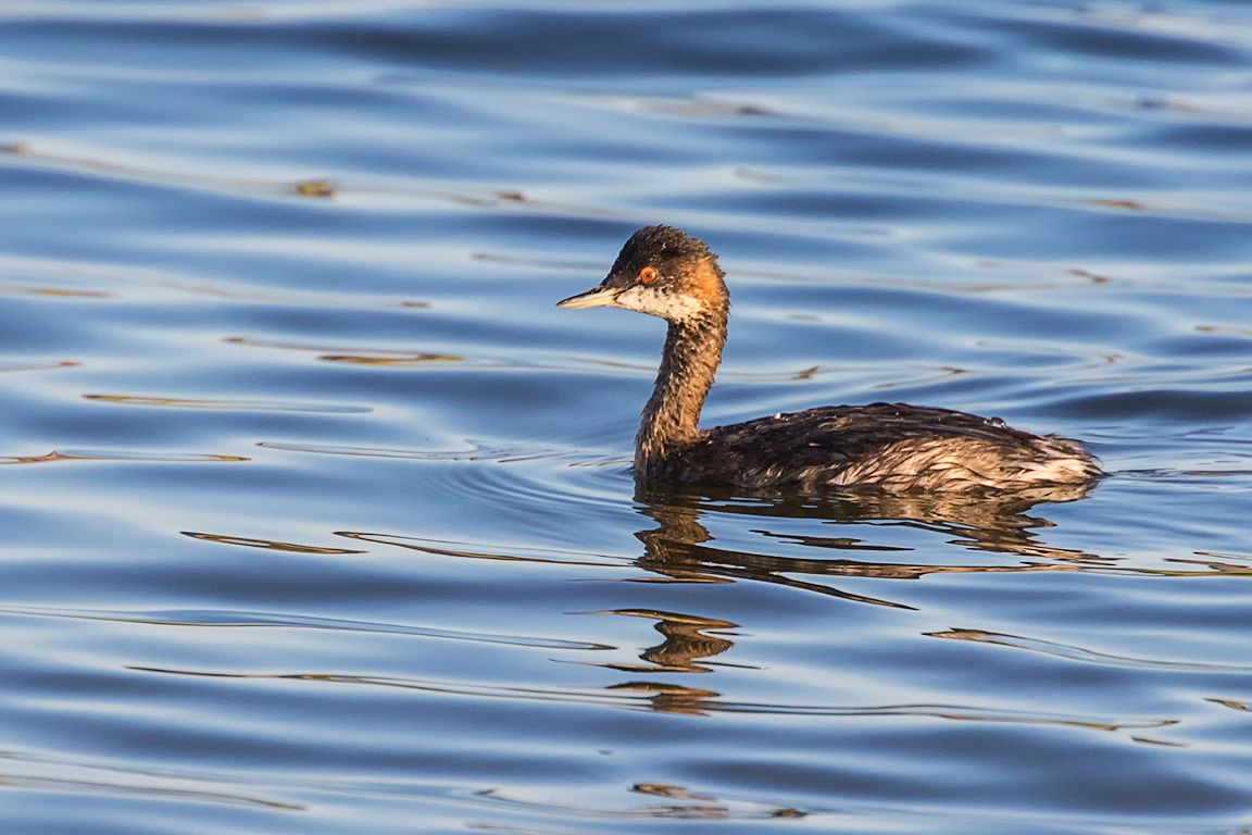 Zampullín cuellinegro