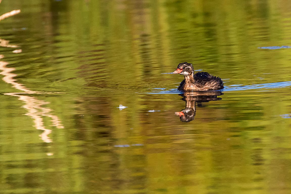 Juvenil de zampullín chico
