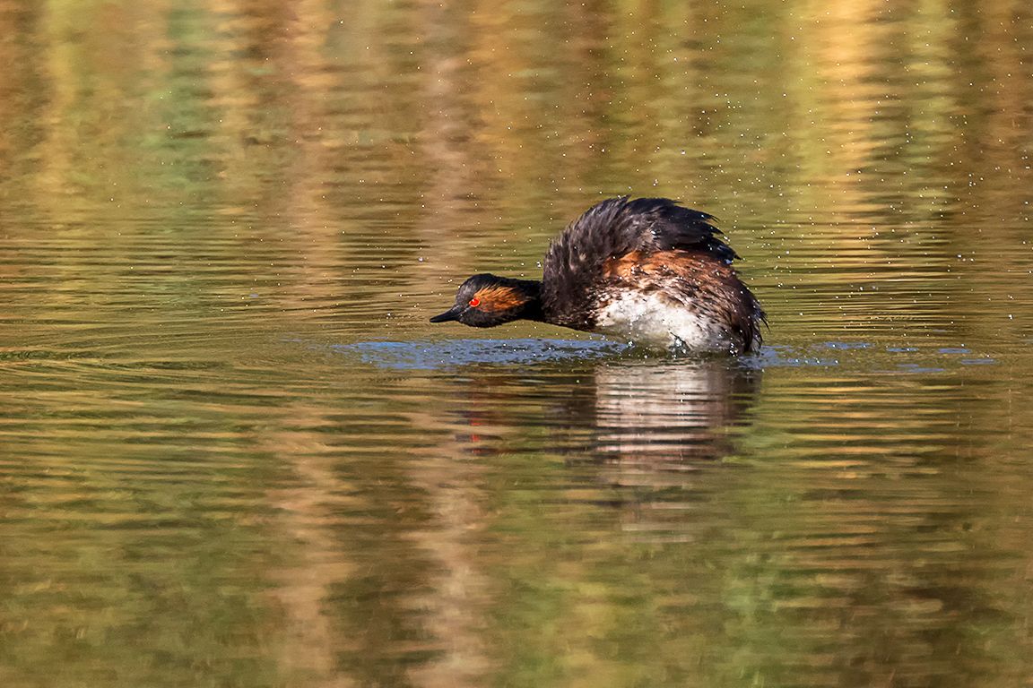 Zampullín cuellinegro