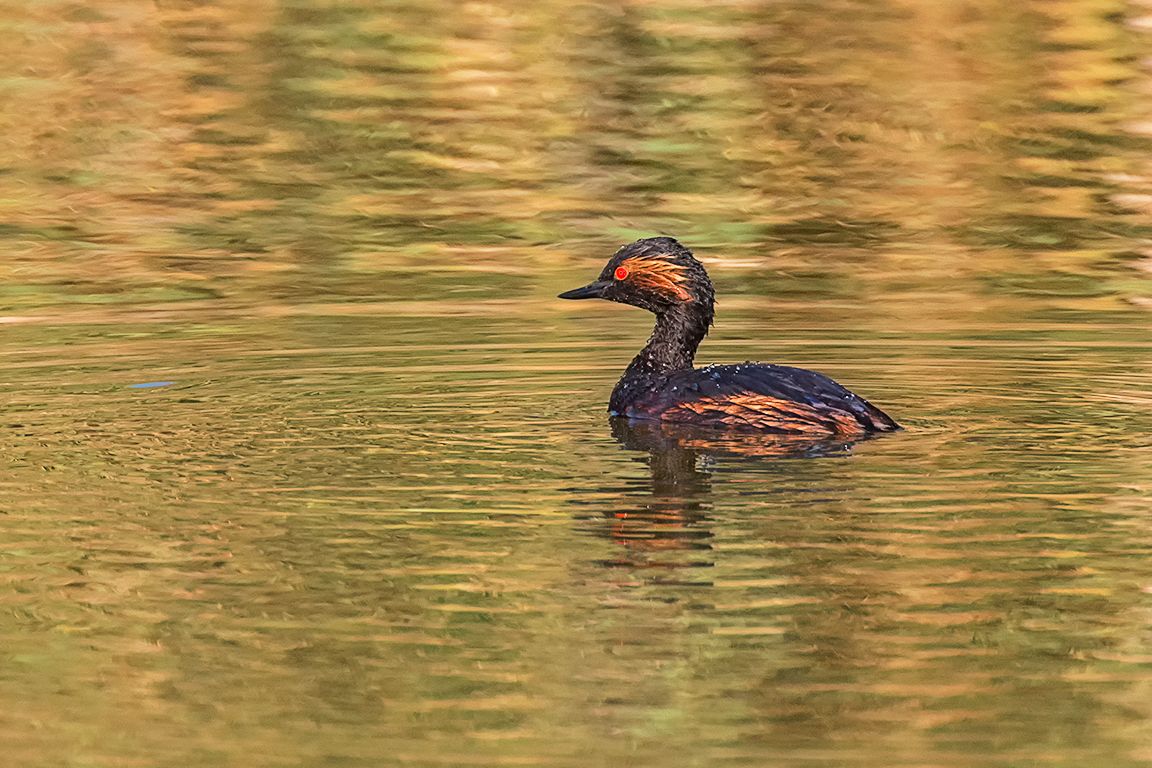 Zampullín cuellinegro