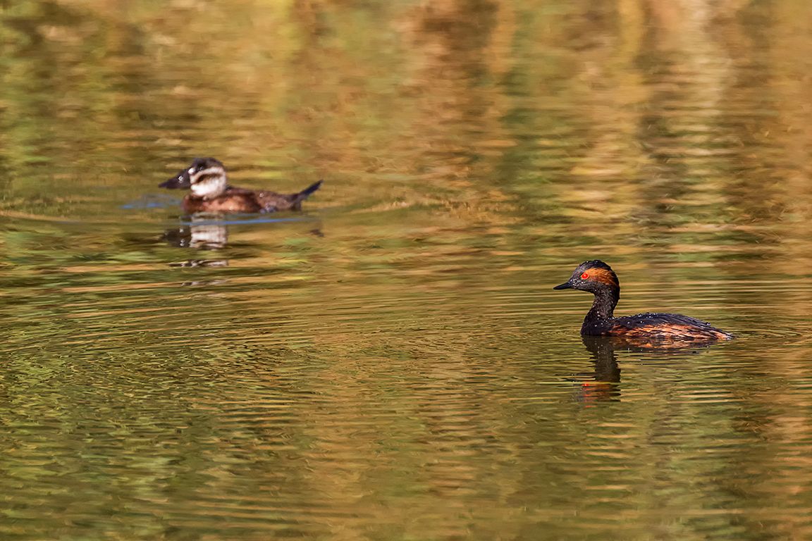 Zampullín cuellinegro y malvasía