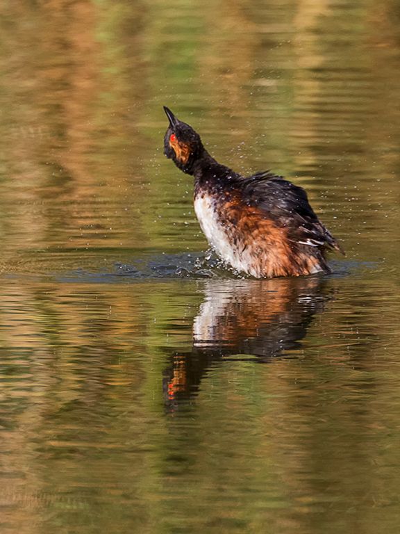 Zampullín cuellinegro