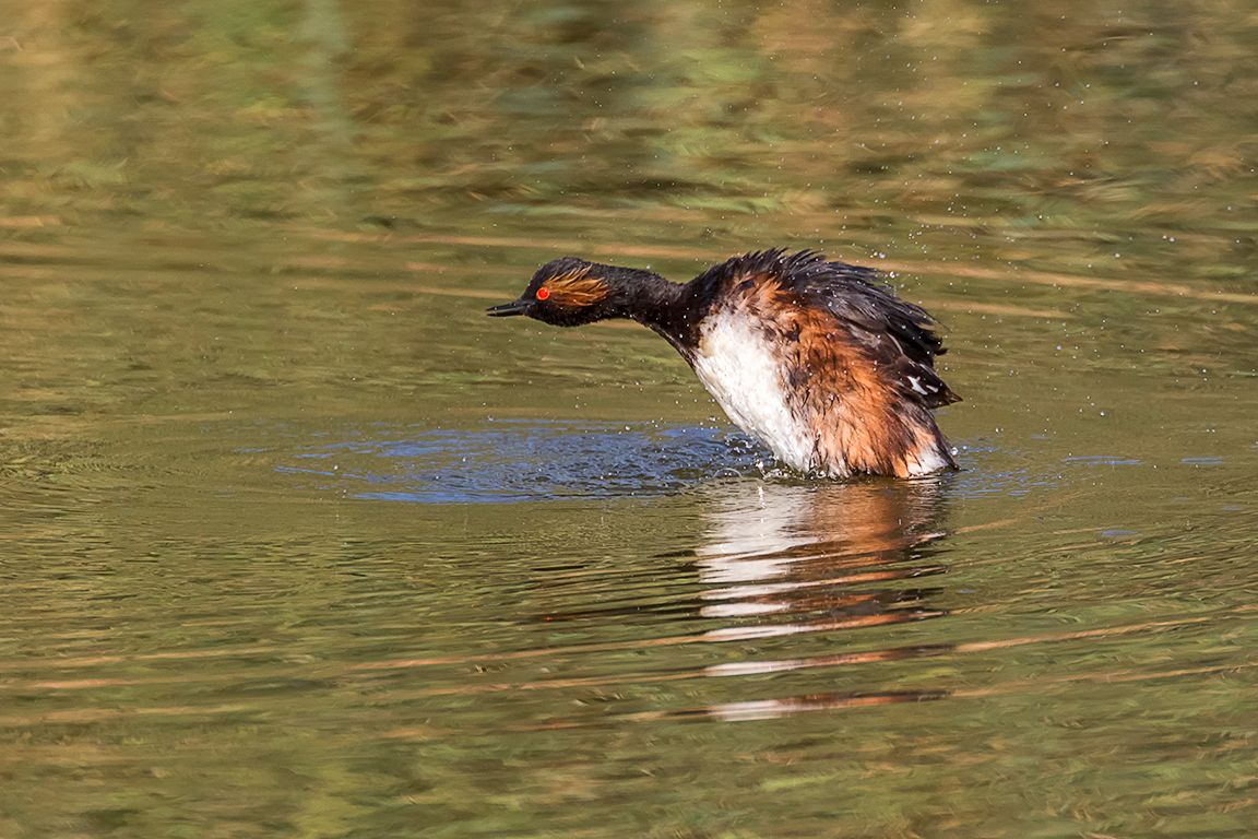Zampullín cuellinegro