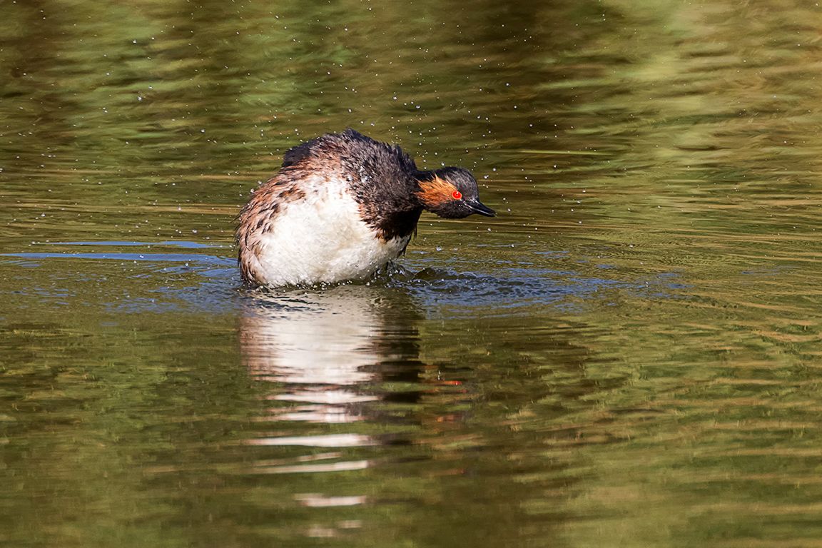 Zampullín cuellinegro