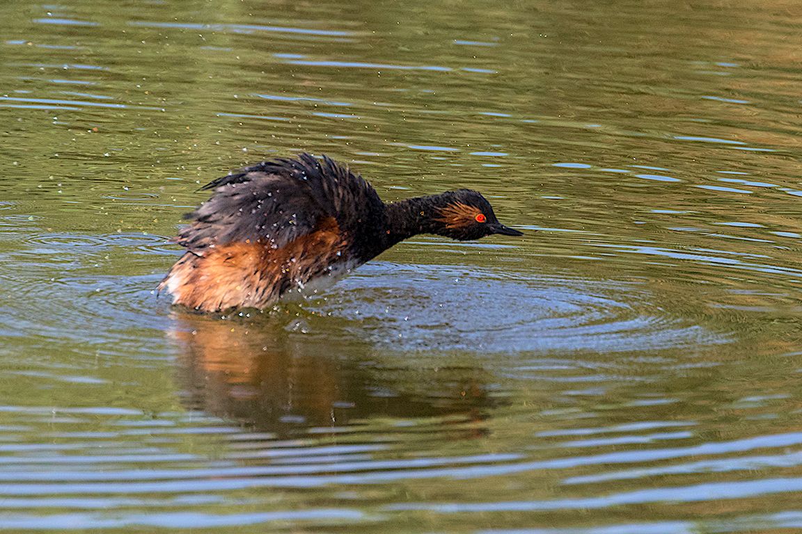 Zampullín cuellinegro