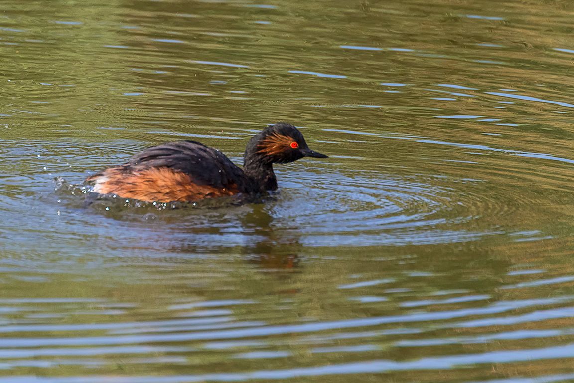 Zampullín cuellinegro