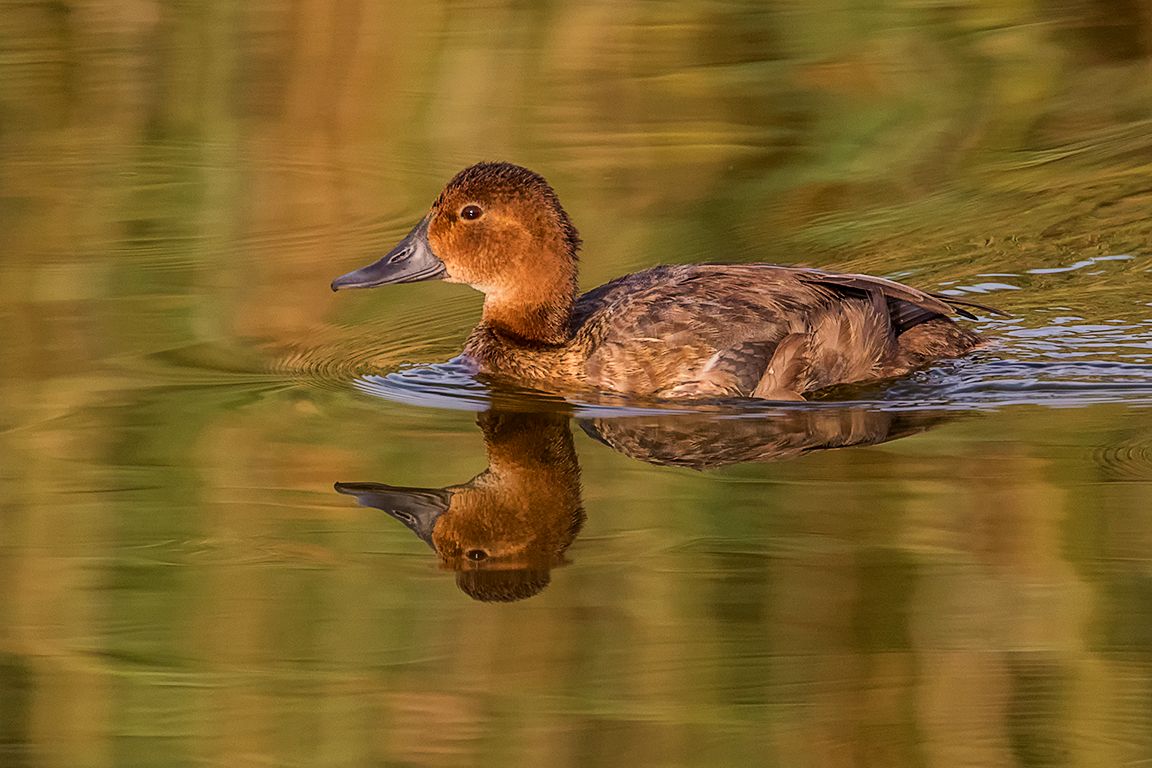 Porrón común hembra