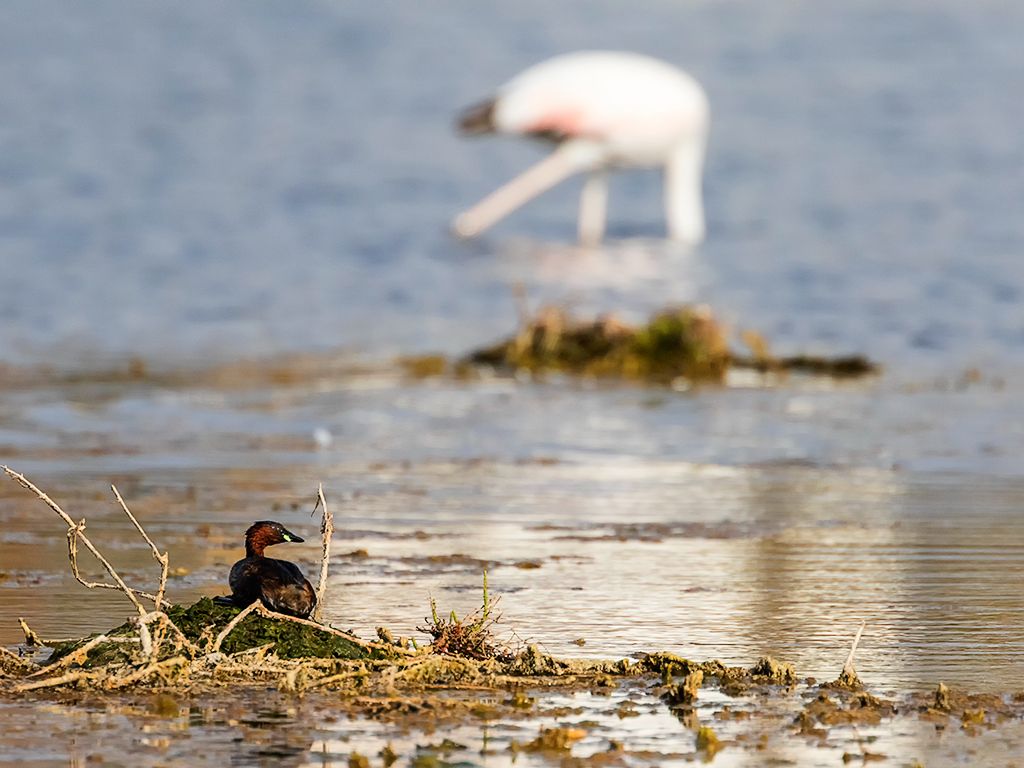 Zampullín chico en el nido