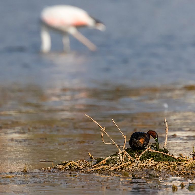 Zampullín chico en el nido