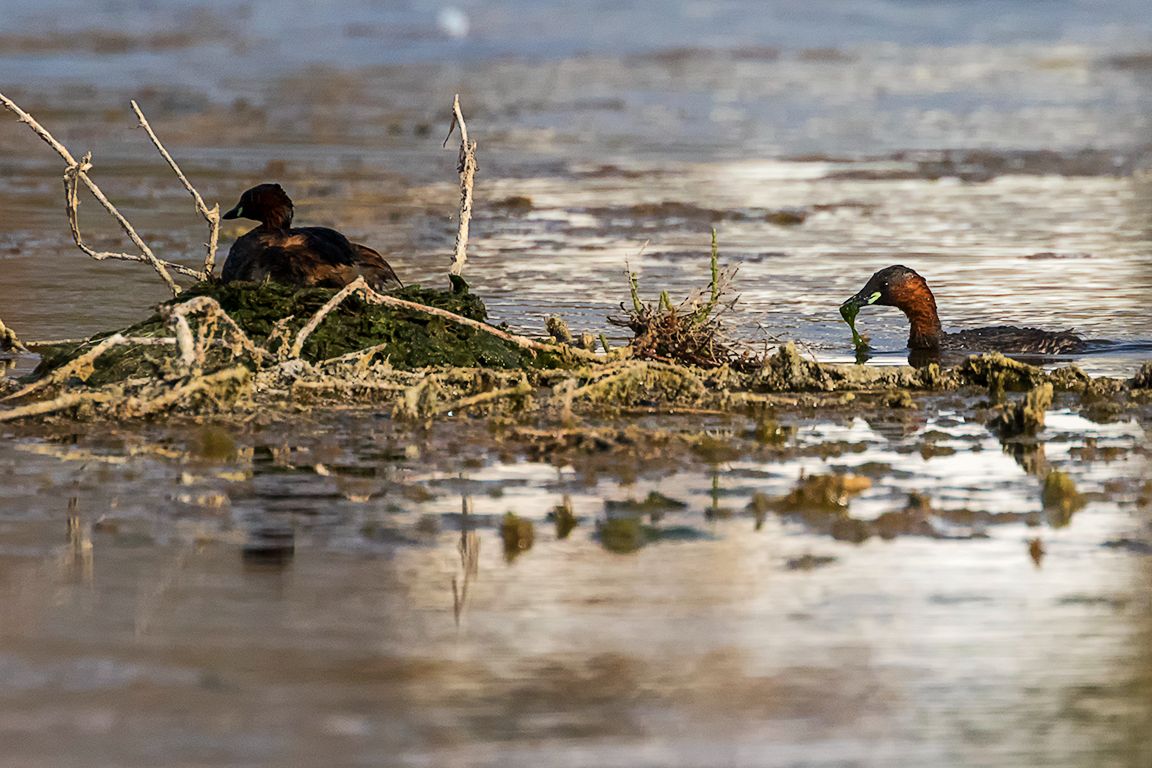 Zampullín chico en el nido